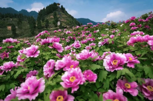 恺之峰旅游区。垫江县委宣传部供图