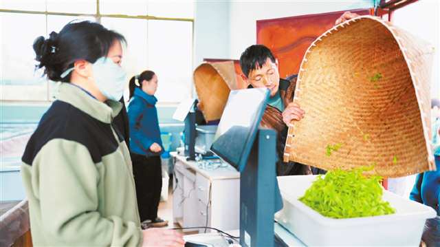 AI機器人給茶葉評級。(受訪者供圖)