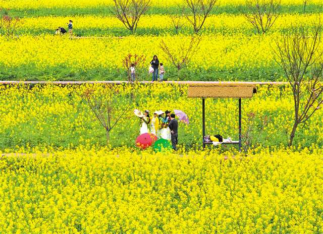 3月22日,北碚區天府鎮代家村,游客在油菜花田游玩拍照。連日來,我市櫻花、桃花、油菜花等競相綻放,吸引市民游客外出踏青賞花。特約攝影 秦廷富/視覺重慶
