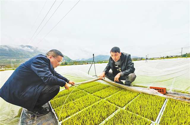 3月20日，開州區供銷聯社工作人員查看秧苗長勢。記者 彭瑜 攝/視覺重慶