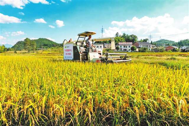 2025年，南川區木涼鎮“三方共耕”水稻迎來豐收。