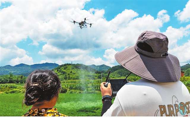 無人機參與水稻田間管理。