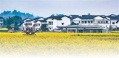 图为重庆市璧山区七塘镇将军村莲花穴,油菜花盛放。 曾清龙摄
