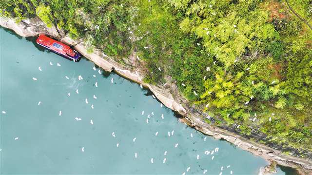 渡船臨壁停歇，成群鷺鳥等待張希前夫婦喂食。通訊員 譚啟雲 趙泰庵 王小艷 攝/視覺重慶