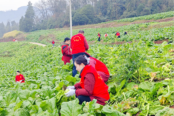抢收蔬菜。中国银行重庆市分行供图