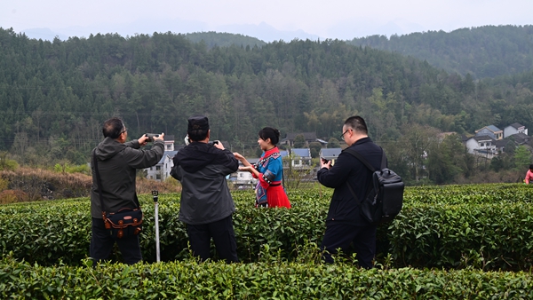 兴隆坳现代农业园区，摄影家正在拍摄采茶姑娘。李波摄