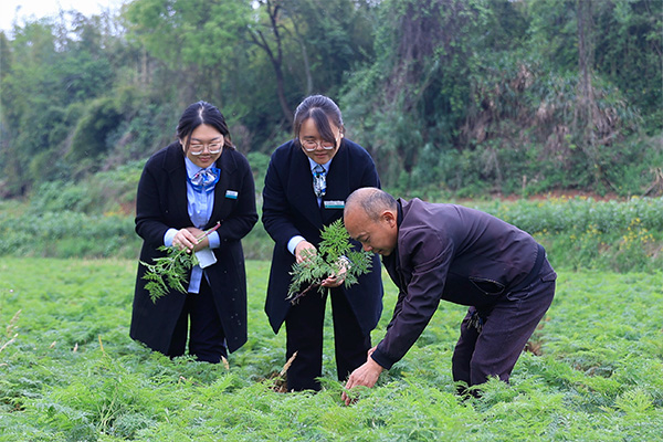 農行工作人員深入了解“稻藥輪作”周期特點。向詩佳攝