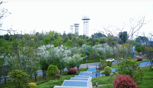 游园不受飞絮花粉困扰 重庆“避敏公园”人气旺