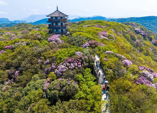 游客赏杜鹃花。胡波摄