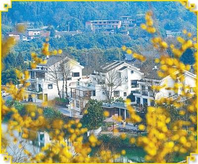 重庆市北碚区静观镇,丛丛蜡梅掩映乡村。 秦廷富摄