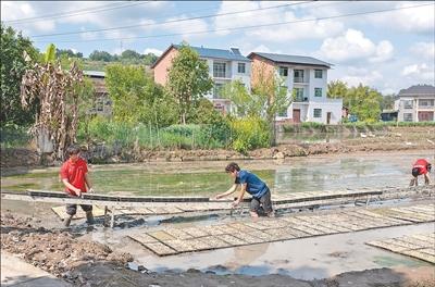 广汇发水稻种植专业合作社成员和职教中心学生使用机械传送带运秧盘。 牛祥旭摄（人民视觉）