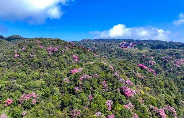 金佛山高山杜鹃进入盛放。胡波摄