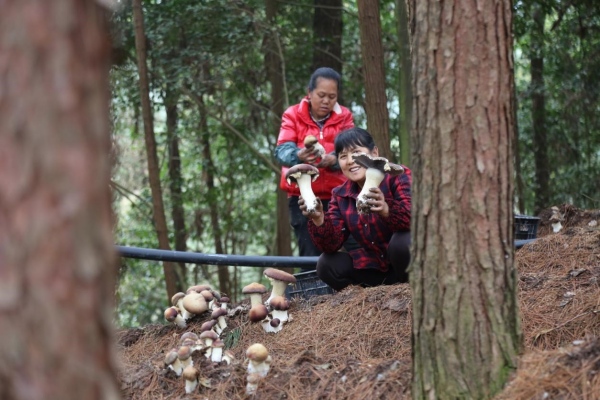 村民正在采收赤松茸。邱昱皓摄