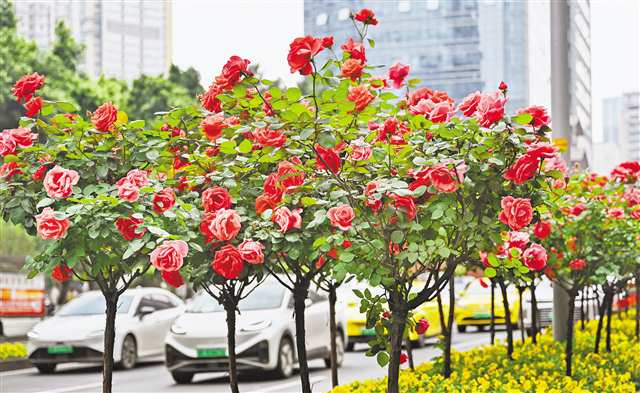 两江新区建新北路，树状月季开得正艳（摄于四月七日）。记者 张锦辉 摄\视觉重庆