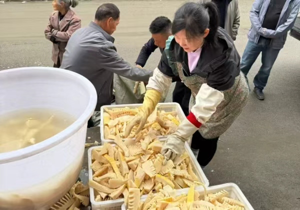 農戶處理竹筍。明通鎮供圖