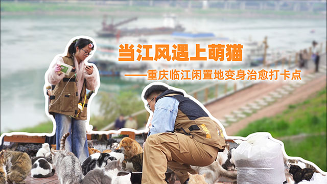 當江風遇上萌貓