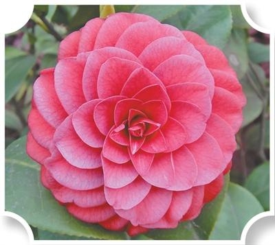 紅海螺