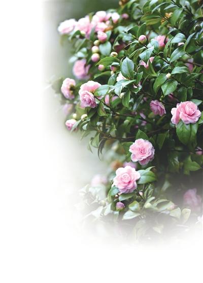 山茶花绽满枝头。 重庆市风景园林文化交流服务中心供图