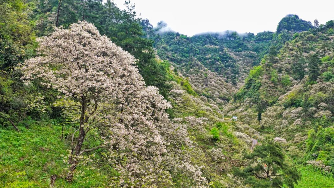 鞠芝勤摄