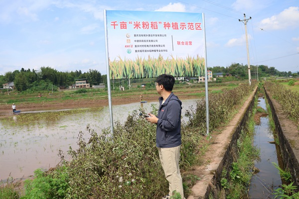 米粉稻種植示范區。村村旺供圖