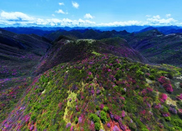 红池坝漫山遍野的杜鹃花。巫溪文旅委供图