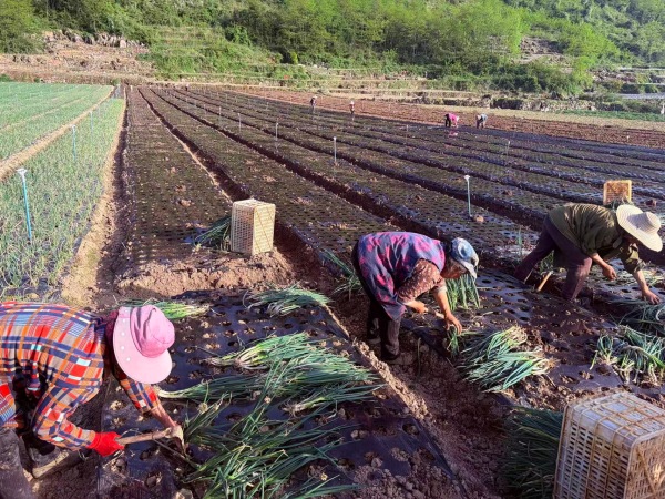 工人在武平镇坝周村香葱基地进行香葱分种移栽。杨明丽摄