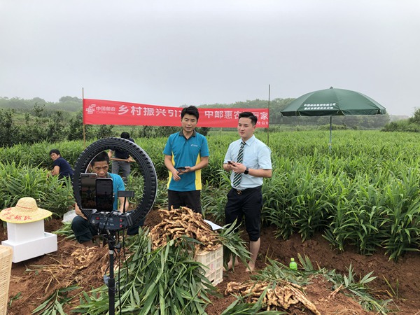 在王大军的姜田，徐杰和搭档光脚踩进泥地。中国邮政重庆市分公司供图