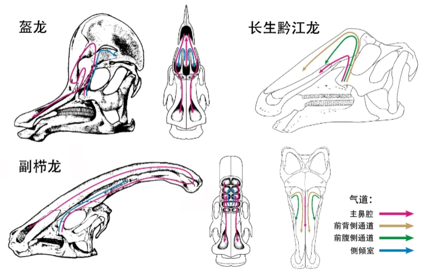 长生黔江龙与赖氏龙亚科成员（副栉龙、盔龙）“中空头冠”结构对比图。重庆市规划和自然资源局供图