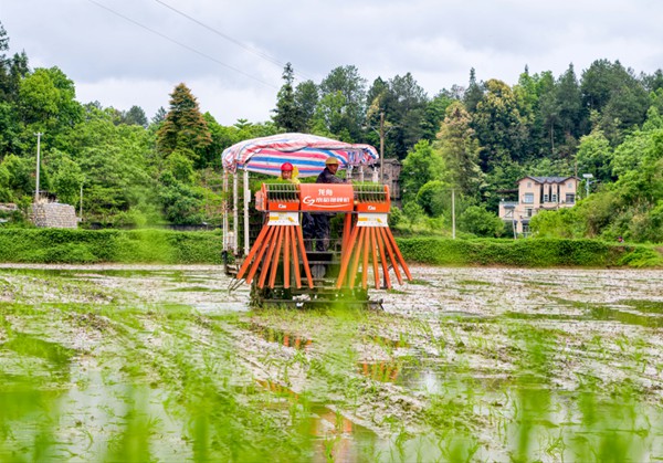 4月29日，重庆市南川区木凉镇云都寺村，供销社农机手驾驶水稻抛秧机在水田里作业。罗川摄