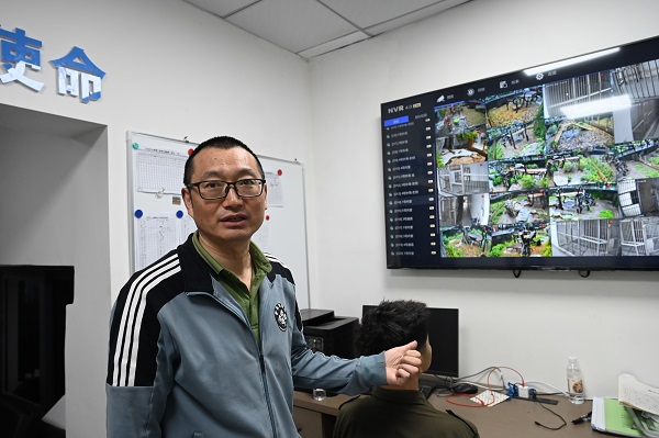 重庆动物园熊猫馆馆长张乃成。邹乐摄