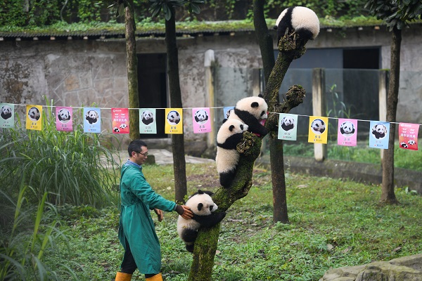 张乃成细心照顾熊猫幼崽学攀爬。邹乐摄