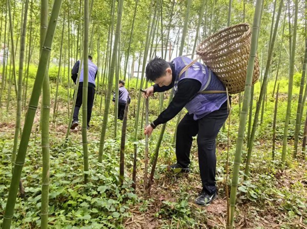 志愿者帮助村民抢收春笋。西部航空供图