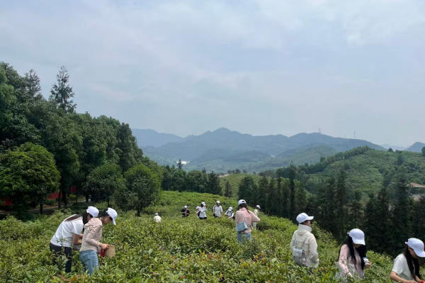 学生们体验采茶。赵明明摄