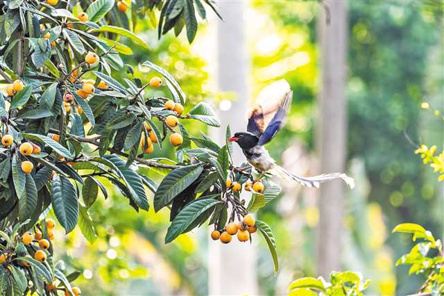 除了鷺鳥，鳳凰村內為數眾多的紅嘴藍鵲同樣引人注目。記者 李雨恆 攝/視覺重慶