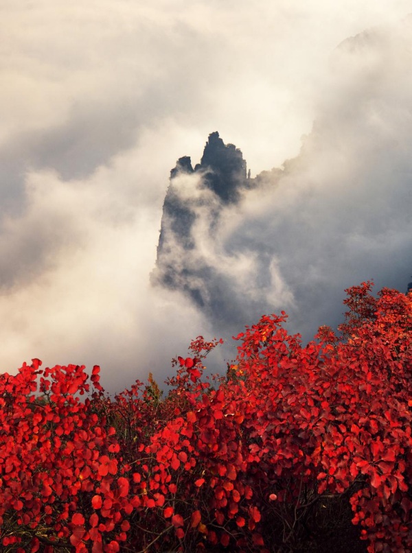 “神女”矗立在云海之中。巫山文旅集团供图