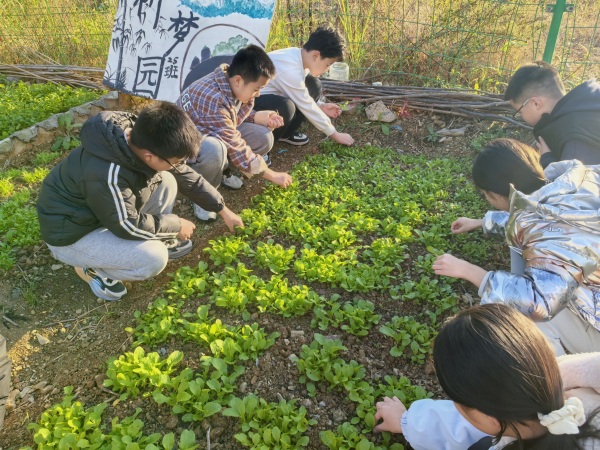 学生的“田间课堂”。巫山初中龙江校区供图
