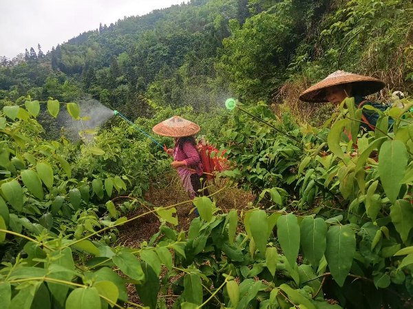 钟灵镇山银花基地管护现场。受访单位供图