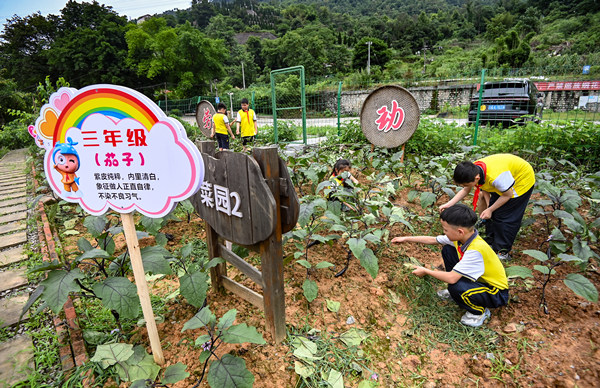 学生在茄子地里劳作。校方供图