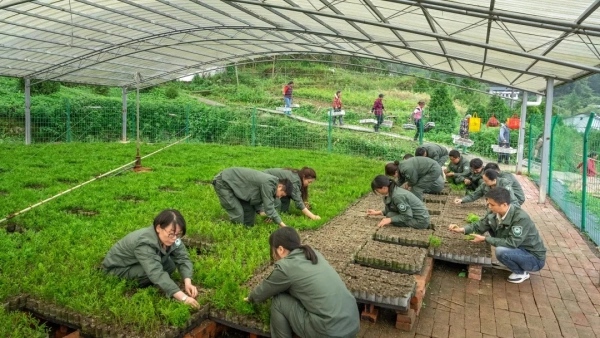 重庆雪宝山国家级自然保护区，科研人员在温室大棚里开展崖柏扦插繁育工作。开州区融媒体中心供图