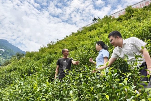 农行客户经理走访茶山村茶园。农行重庆分行供图
