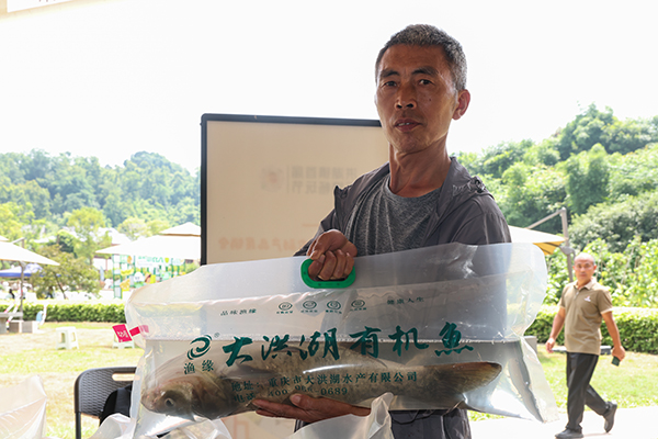 大洪湖有机鱼。曾英豪摄
