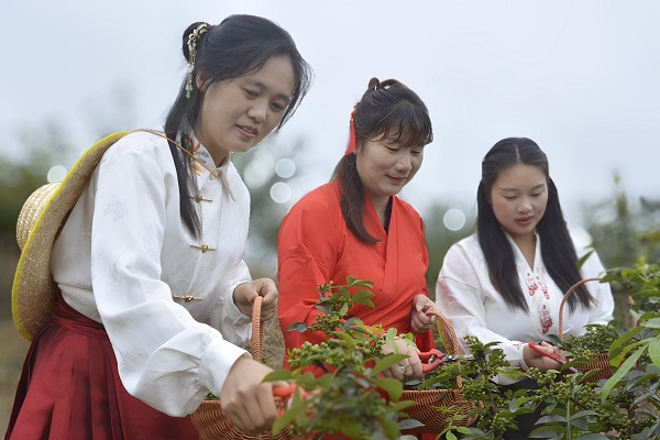 花椒采摘技能比赛。刘祺摄
