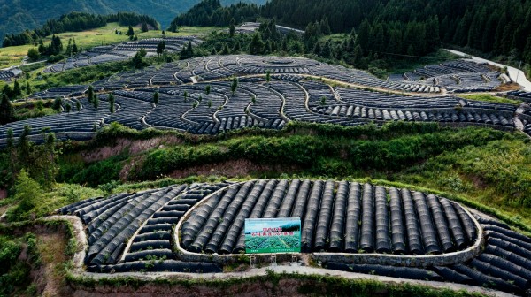 国药太极GAP种植基地。孙永超摄