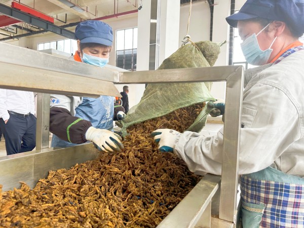 重庆石柱太极数智中药有限公司的车间。黄亚辉摄