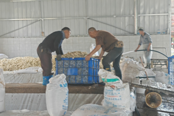 龙孔镇藠头初加工厂建成投用。秦莲花摄