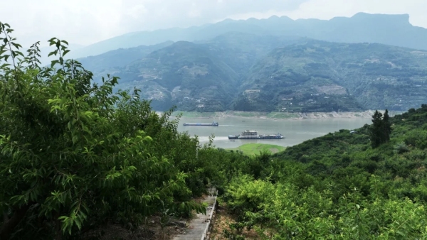 巫山脆李挂满枝头。鲁作炳摄