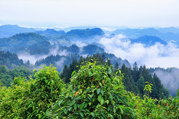 生长在1600米以上海拔的南川大树茶。向诗佳摄
