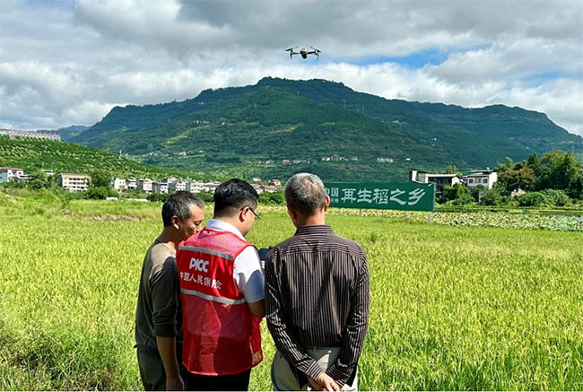 工作人員利用無人機進行稻田查勘。人保財險重慶分公司供圖