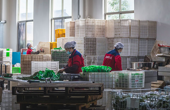 工人处理青花椒。工行重庆江津支行供图