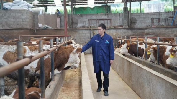 张林葱查看肉牛长势。丰都县融媒体中心供图